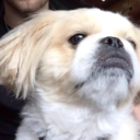 aussiecunts-blog avatar