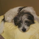 austenfanatic avatar