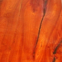 australian-red-cedar avatar