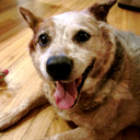 australiancattledogs avatar