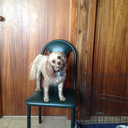 ausvetstudent avatar