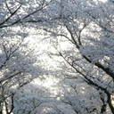 authenticfuckers avatar