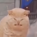 author-orchids avatar