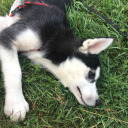 authoressofdarkness avatar