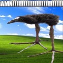 autismcollection avatar