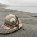 autistic-about-snails avatar