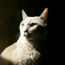 autistic-culture-is avatar