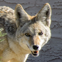 autisticcoyote avatar