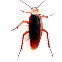 autizmogenderia avatar