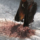 autoinmolacion avatar