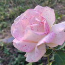 automaticmysterioustragedy avatar