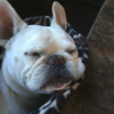 automaticnerdkitty avatar