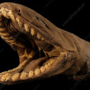 automaticturtlewolfbonk avatar