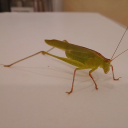 autossabotado avatar