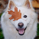 autumn-cuddles avatar