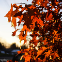 autumn-flakes avatar