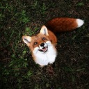 autumn-foxes-and-ravens avatar