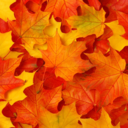 autumn-fucking-leaves avatar