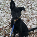 autumn-leaves-and-crisp-air avatar