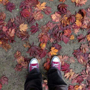 autumn-leaves-and-winter-lights avatar