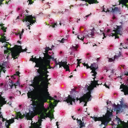 autumn-mums avatar