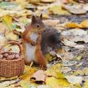 autumn-n-acorns avatar