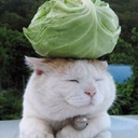 autumn-perspective avatar