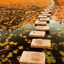 autumn-shuffle avatar