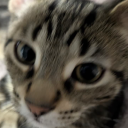 autumn-the-kitty-cat avatar