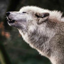 autumn-whitewolf avatar