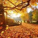 autumn-wonders avatar