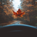 autumnadoration avatar