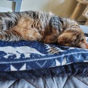 autumnal-ever avatar