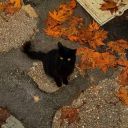 autumnal-letters avatar