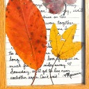 autumnalcorpse avatar