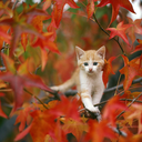 autumnalphotography-blog avatar