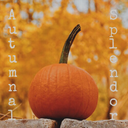 autumnalsplendor avatar