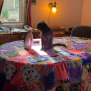 autumnapologist avatar