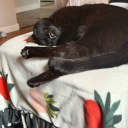 autumnapologiststudyblr avatar