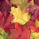 autumnappreciation avatar