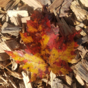 autumnappreciator avatar