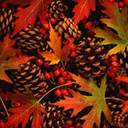 autumnball avatar