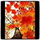 autumncamera avatar