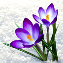 autumncrocus-hyperfixations avatar