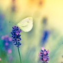 autumnleaves825 avatar