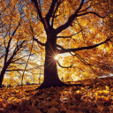 autumnlover45 avatar