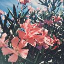 autumns-breeze avatar