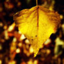 autumns-silver-winds avatar