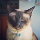 autumnscene-blog avatar