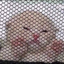 autumnserpent avatar